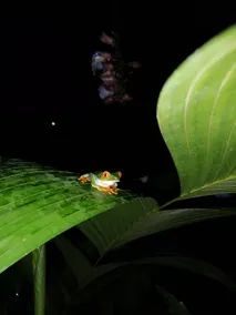 The charm of the Arenal, Jacuzzi and hot springs - Image 3