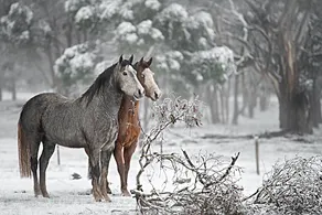 Galahad's Animal Sanctuary & B&B / Tour / Farmstay - Image 4