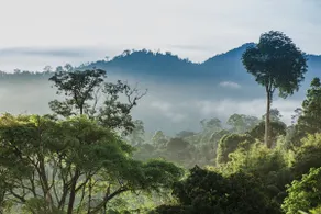 Rest. Pause. Rainforest Retreat - Image 4