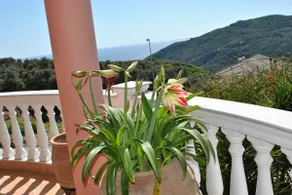 Amaryllis sea view - Image 4