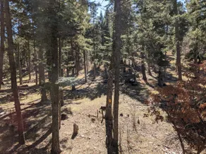 'Woodlands Chalet” Forest access, Private, Parking - Image 4