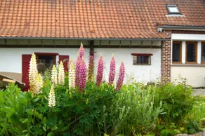 independent nature cottage in a renovated farmhouse. - Image 5