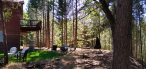 Into the Forest - Image 5