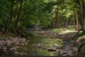 Creekside Retreat on 80 Acres- Hike, Fish & Relax - Image 2