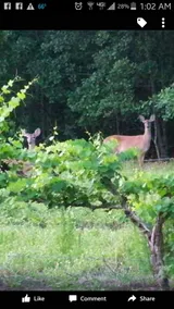Groovy Acres - Image 2