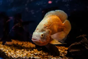 Golden Fish Apartments - 4 Bedrooms - Sauna - Image 2