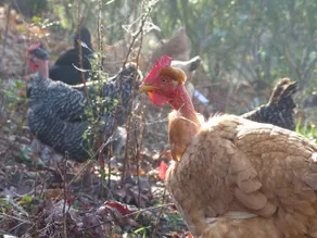 Quinta das Aguias – Peacock Cottage - Image 3