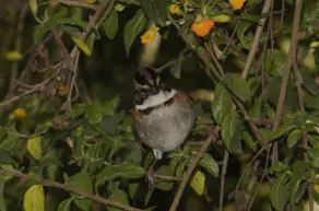 A birdhouse in the Passiflora mountains - Image 3