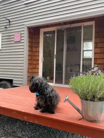 Kayak. Lake front. Tiny house. Fire pit. - Image 3