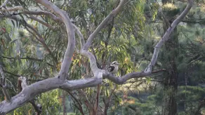 Traveller’s Treehouse in Katoomba, Blue Mountains - Image 5