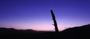 Cactus and Stone - Wellness - Image 5