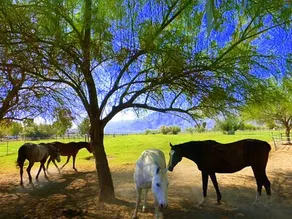 Casita at Rancho Remuda - Image 3