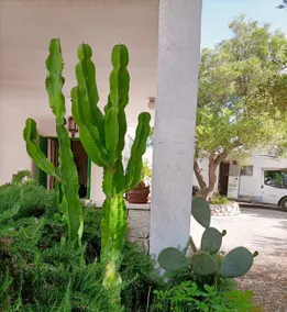 Casa Agave - Image 4