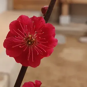 ”A time like a gift for a beautiful rest” aroomSEOUL - Image 4