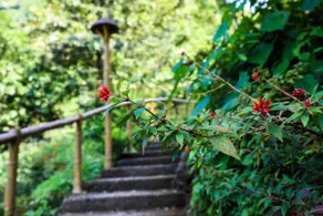 Sadhana Forest Villa (nestled in the hills) - Image 3