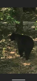 Rustic Mountain Getaway minutes from Helen, GA - Image 2