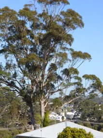 Tree Tops Cottage in Denmark town - Image 2