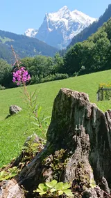 Grindelwald Comfort Vacation Home ”in the Alpine Paradise” - Image 3