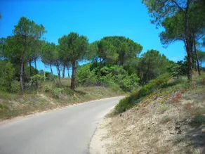 The House Among the Pines - Image 3