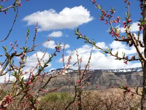 The Orchard in Palisade - Image 5