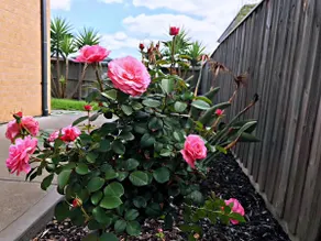 5 min drive to shopping,cozy house in Point Cook - Image 3