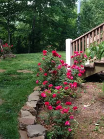 Dogwood Haven - Green - Image 4