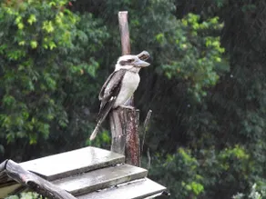Kookaburra Cottage - Unplug and Unwind - Image 3