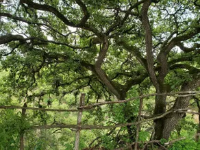 Finca el piñon - Image 5