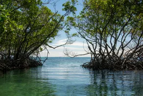 Relax & Explore, Walk to Bio Bay & Esperanza Beach - Image 4