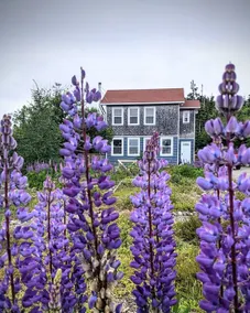 Middle Hill Cottage: Walk to Skerwink/ Brewery - Image 2