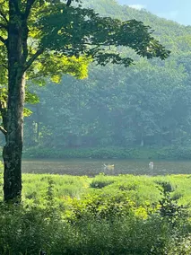 Early Riser's Retreat! Delaware River access+Sauna - Image 3