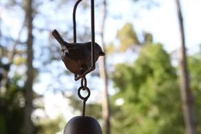 Birdsnest, garden cottage nestled near Launceston - Image 5