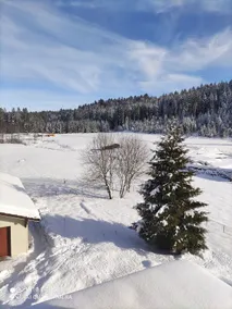 Calm in the middle of the fir trees - Image 4