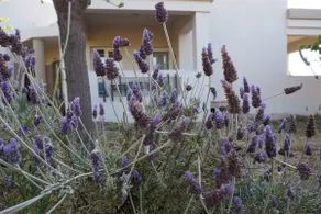 Olive House - Image 5