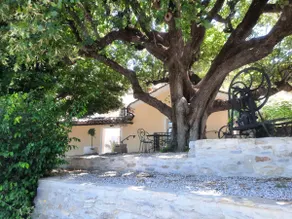 The two Lime Trees - Image 2