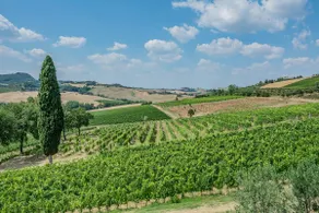 Wine Experience Villa in Montepulciano - Image 2