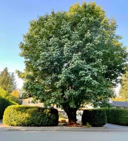 Maple tree suite - Image 2