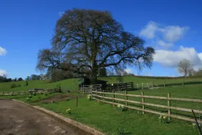 Ash Holiday Let at Pathwell Farm - Image 2