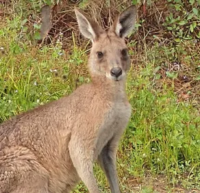Kangaroo Kabin - Entire cabin, 5mins to the beach - Image 2