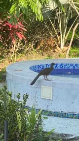 El Encuentro, Turpial House - Image 5