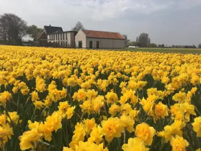 Lisse bulbs Amsterdam beach Haarlem Keukenhof - Image 2