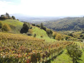 Vineyard Cottage Janko & Metka - Image 3