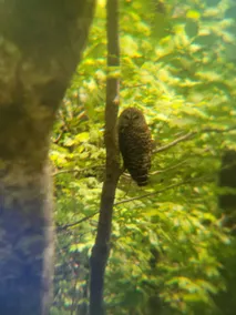 The Owl's Nest on Center Hill Lake - Image 4