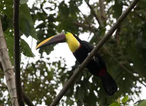Where the Toucans Fly! - Image 3