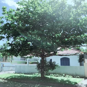 Praia da Daniela house for the season - Image 5