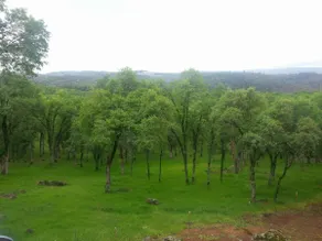 RIM Rock - Image 3