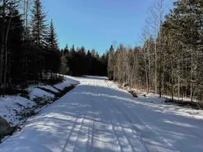 White Cedar - Image 5