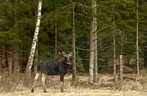 Cottage rentals with nature as a neighbor - Image 4