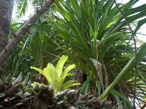 Cottage Nature - Image 4