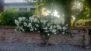 La Castellana in Treviso Venice - Image 5